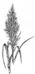 Arundo Donax Rohr